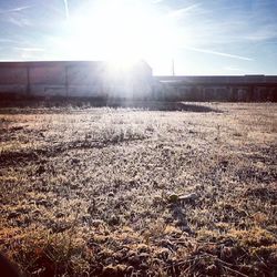 Sun shining through trees on field