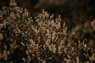 Brown heather in winter time