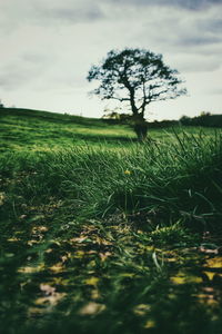 Trees on field against sky