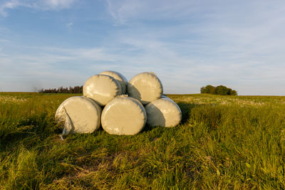 grass