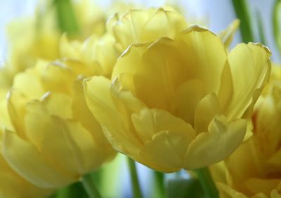 Close-up of yellow tulip