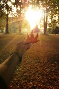 Midsection of person holding maple leaf against bright sun