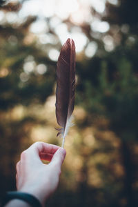 Close-up of hand holding feather