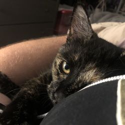 Portrait of cat relaxing on bed at home
