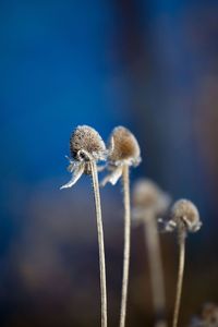 Close-up of dried plant against sky