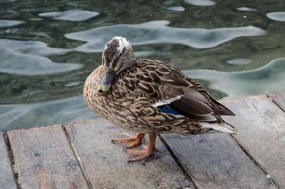 High angle view of mallard duck on lake