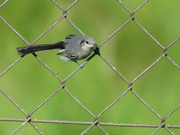 Bird perching on chainlink fence