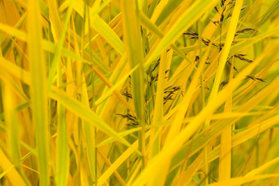 Detail shot of plants