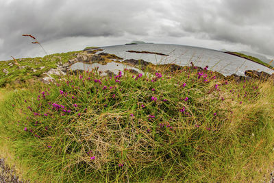 Plants growing on land against sky