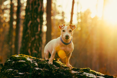 Dog jack russell terrier in the autumn forest on a log in the sun