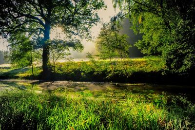 Scenic view of grassy field against sky