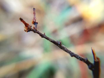 Close-up of frost on branch