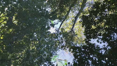 Low angle view of trees