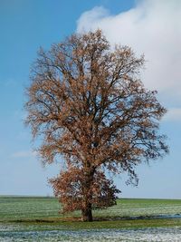 Tree by sea against sky