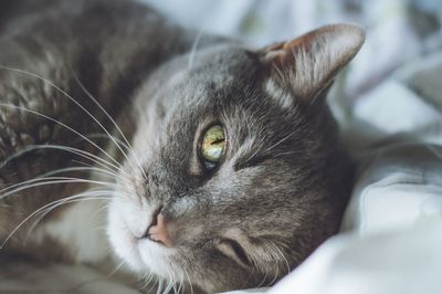 Close-up of cat resting on bed