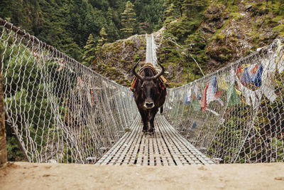 Yak walking on footbridge amidst mountains at sagarmatha national park