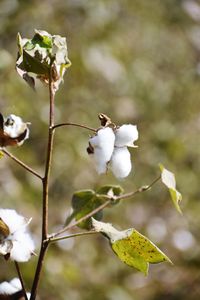 Close-up of white flowering plant