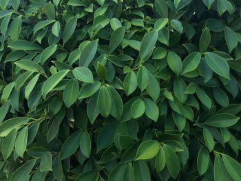 Full frame shot of plants growing on field