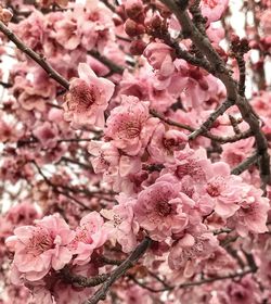 Close-up of pink flowers blooming on tree