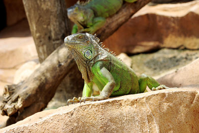 Close-up of iguana