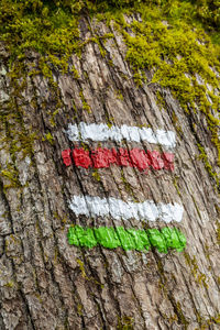 Full frame shot of tree trunk