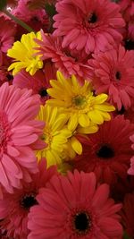 Close-up of pink flower