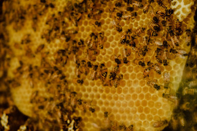 Close-up of bumblebee