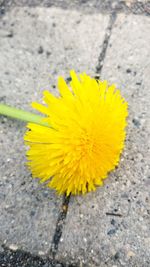 Close-up of yellow flower on road