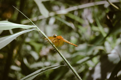 Close-up of insect on plant