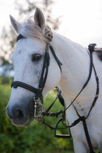 Close-up of a horse