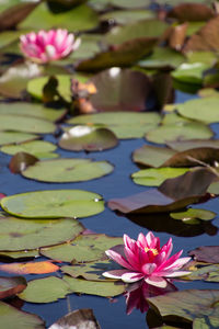Close-up of lotus water lily in lake