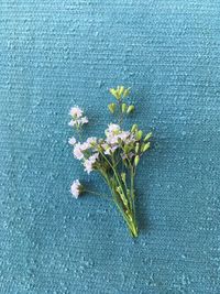 High angle view of flowering plant on table