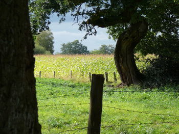 Trees on grassy field