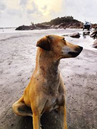 Dogs on beach