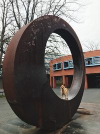 Dog on built structure against sky