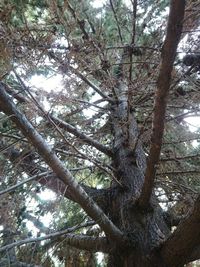 Low angle view of trees in forest