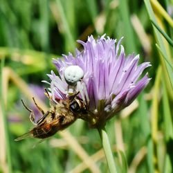 Close-up of bee on purple flower