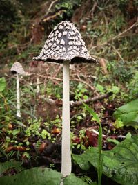 Close-up of mushroom growing on field