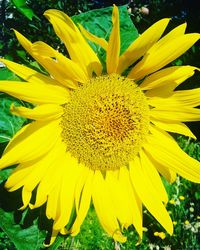 Close-up of sunflower