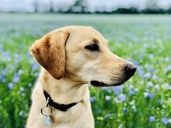 Close-up of dog looking away