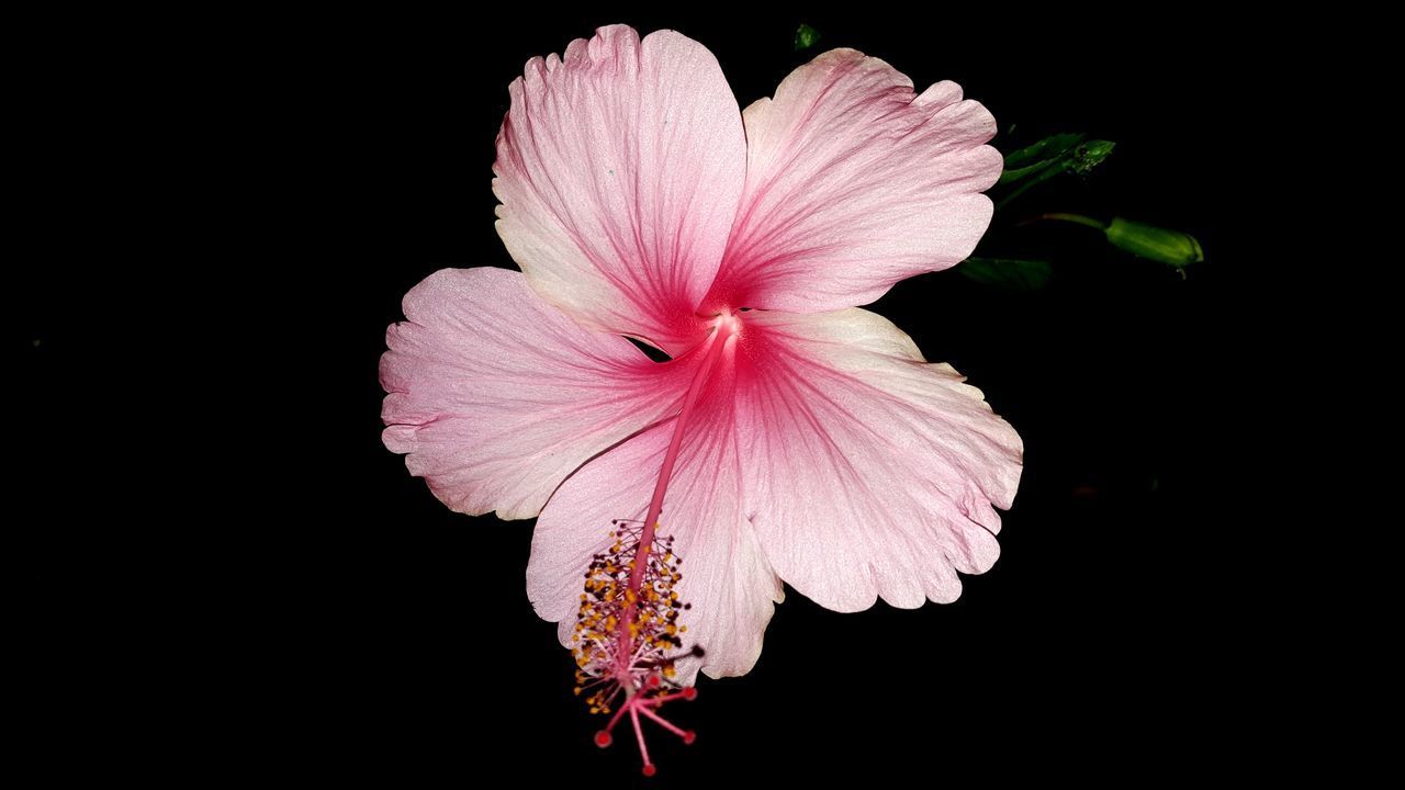 CLOSE-UP OF PINK HIBISCUS