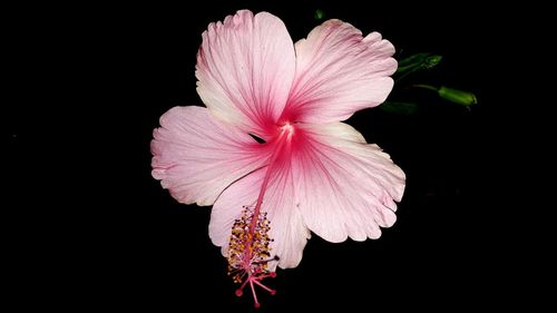 Close-up of pink hibiscus over black background