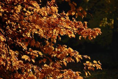 Close-up of autumnal tree