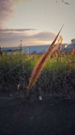 Close-up of grass on field against sky at sunset