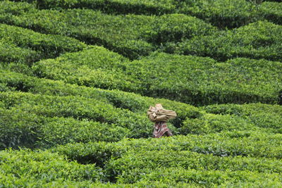 Man working in farm