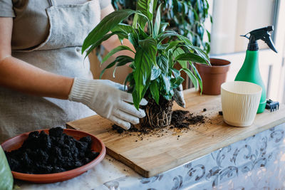 Spring houseplant care, waking up indoor plants for spring. woman is transplanting plant 