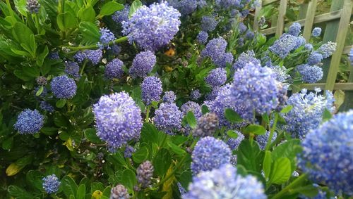 Close-up of purple flowers