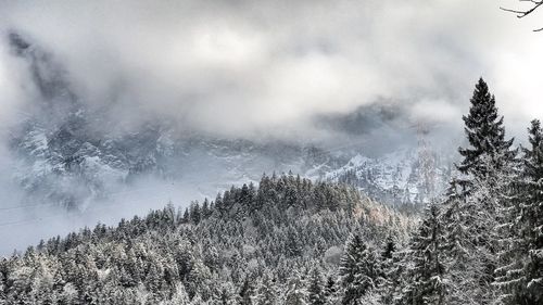 Scenic view of trees in forest during winter