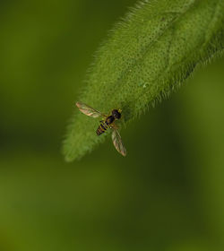 Close-up of insect on leaf