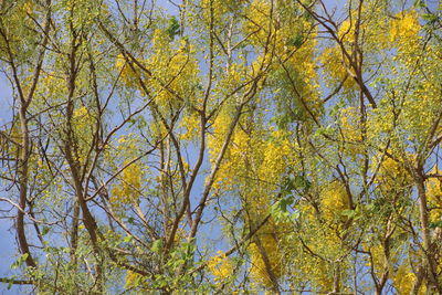 Low angle view of autumnal trees against sky